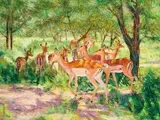 Zakkie Eloff, Impala