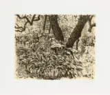 Garden at Houghton Drive (Agapanthus) by William Kentridge, chine-collé lithograph, sold May 2016