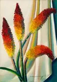 Vladimir Tretchikoff, Red Hot Pokers, oil on canvas