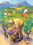 James Thackwray, Grape Picking