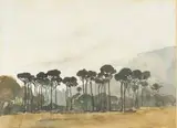 Frank Spears, Stone Pines, Cape Town