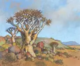Conrad Theys, Giant Quivertree Near Nigamoeb, N. Cape