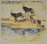Zakkie Eloff, Roan Antelope