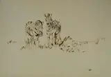 Zakkie Eloff, Zebra