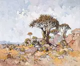 Conrad Theys, Groot Kokerboom, Naby Wynhoek, Springbok