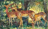 Zakkie Eloff, Grazing Impala