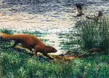 Dylan Lewis, Water Mongoose Chasing Vlei Rat