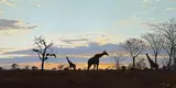 Martin (Martinus Stephanus) Koch, Shonalanga, oil on canvas laid down on board