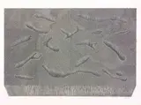 Walter Oltmann, Untitled, pencil