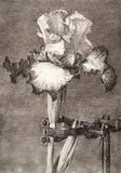 William Kentridge, Iris II in a Clamp, archival pigment print on cotton rag paper