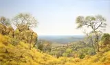 Francois Koch, Lowveld Landscape, oil on canvas
