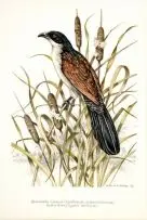 Dick (Richard) Findlay, Burchells Coucal and Bulrushes, watercolour over pencil
