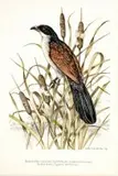 Dick (Richard) Findlay, Burchells Coucal and Bulrushes, watercolour over pencil
