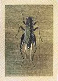 Walter Oltmann, Cricket, colour screenprint