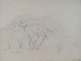 Trees by Jacobus Hendrik Pierneef, pencil on paper laid down on card, sold Nov 2013