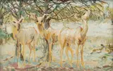 Zakkie Eloff, Kudu in the Veld