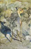 Zakkie Eloff, Dik Dik