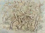 Gregoire Boonzaier, Kronkelende Melkhout Bome, Kampeerterrein, Onrus, mixed media on paper