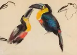 Frank Dobson, Toucans, ink and pastel