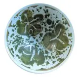 Esias Bosch, Green and White Bowl