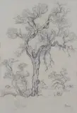 Gregoire Boonzaier, Trees, conté and charcoal