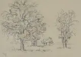 Gregoire Boonzaier, Oak Studies, charcoal and wash