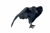 Marion Burnett, Cape Vulture, bronze with a dark brown patina