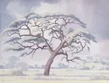 Kameeldoring, Kalahari by Jacobus Hendrik Pierneef, oil on canvas, sold Oct 2012