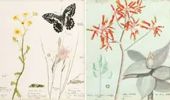 Isaac Louis Drège, Thirty botanical watercolours depicting indigenous plants in and around Port Elizabeth