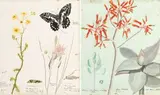 Isaac Louis Drège, Thirty botanical watercolours depicting indigenous plants in and around Port Elizabeth