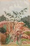 Edith King, A Young Tree in Pink Grass, watercolour