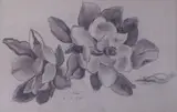 Otto Klar, A Study of Magnolias, charcoal