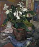 Alexander Rose-Innes, A Cyclamen in a Pot