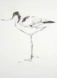 Dylan Lewis, Avocet