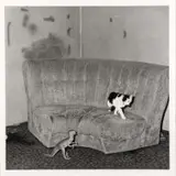 Roger Ballen, Sitting Room, from the Shadow Chamber series