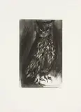 Jim Dine, Owl, 1996, etching and aquatint