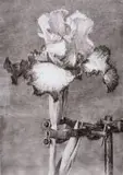 William Kentridge, Iris II, 2005, archival pigment print on cotton rag paper