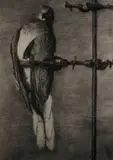 William Kentridge, Bird Catcher, archival pigment print