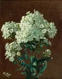 Robert Gwelo Goodman, Phlox