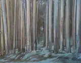 Waalko Dingemans Jnr, A Forest, pencil, conté and wash with heightening