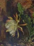 Robert Broadley, A Flower Study