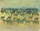 Gordon Vorster, A Herd of Gemsbok