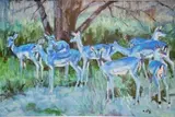 Zakkie Eloff, Impalas