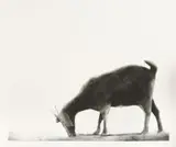 Sam Nhlengethwa, Grazing I; Grazing II; Grazing III; Grounded and Loneliness II
