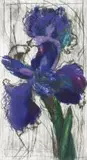 William Kentridge, Dutch Iris