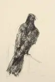 William Kentridge, Bird (Dove)