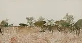 Adolph Jentsch, Bushveld, Namibia