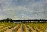 Nerine Desmond, Vineyards at Simondium