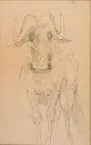 Fritz Krampe, Wildebeest, Koki-pen