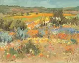 David Botha, Namaqualand Daisies